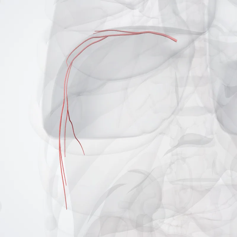 Superior phrenic arteries (Arteriae phrenicae superiores) highlighted in a 3D model of the human body