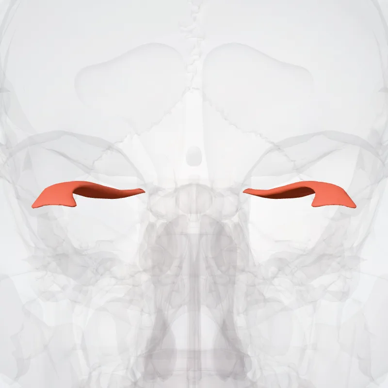 Musculus rectus superior (Superior rectus muscle) hervorgehoben in einem 3D-Modell des menschlichen Körpers