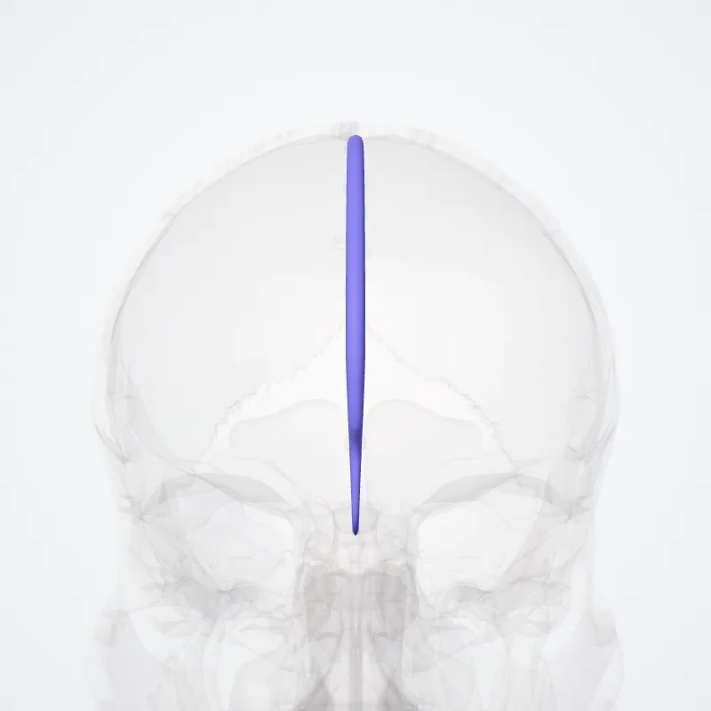 Superior sagittal sinus (Sinus sagittalis superior) highlighted in a 3D model of the human body