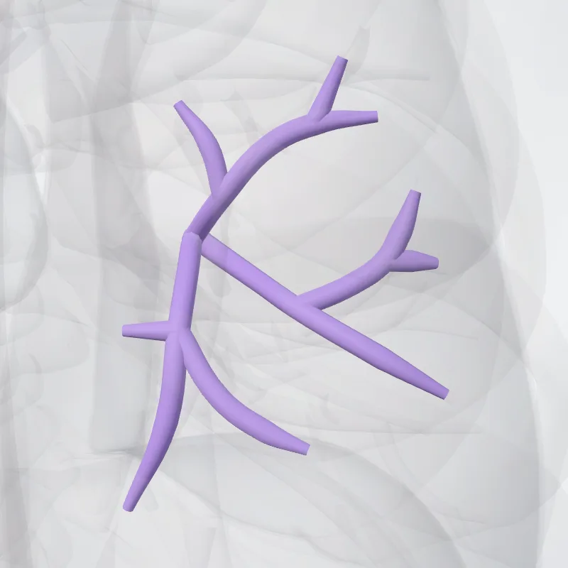 Arteria segmentalis superior pulmonis dextri (Superior segmental artery of right lung) hervorgehoben in einem 3D-Modell des menschlichen Körpers