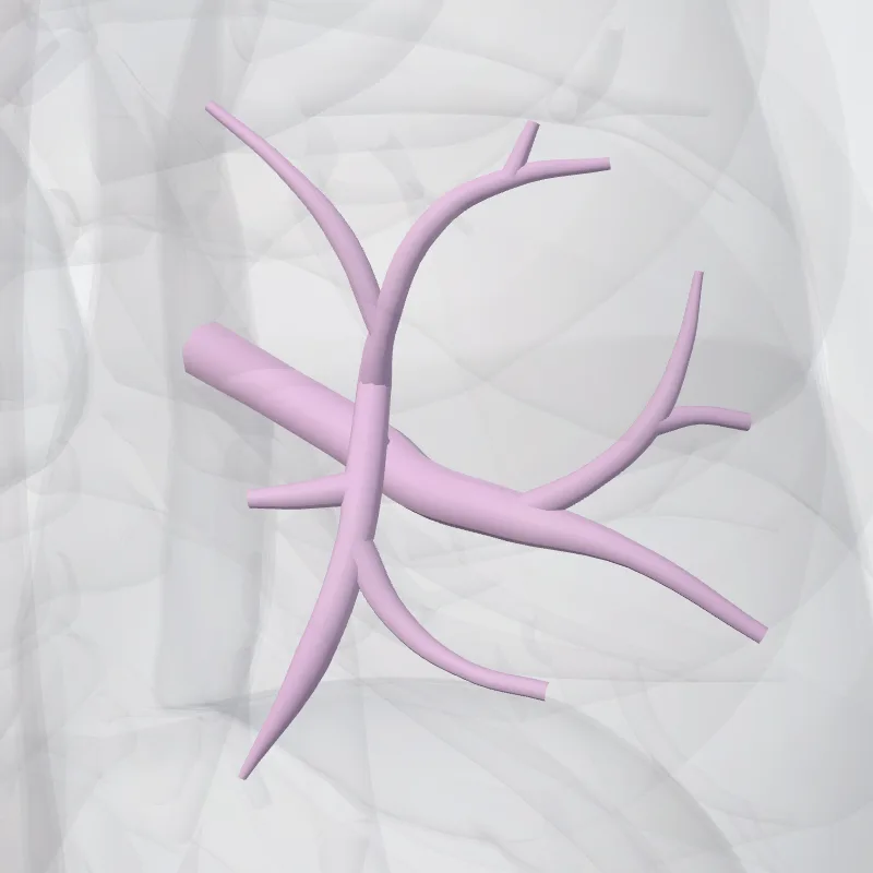 Bronchus segmentalis superior pulmonis dextri (BVI) (Superior segmental bronchus of right lung (BVI)) hervorgehoben in einem 3D-Modell des menschlichen Körpers