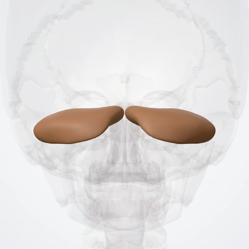 Lobulus semilunaris superior (Superior semilunar lobule) hervorgehoben in einem 3D-Modell des menschlichen Körpers