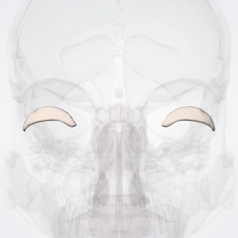 Tarsus superior (Superior tarsus) hervorgehoben in einem 3D-Modell des menschlichen Körpers