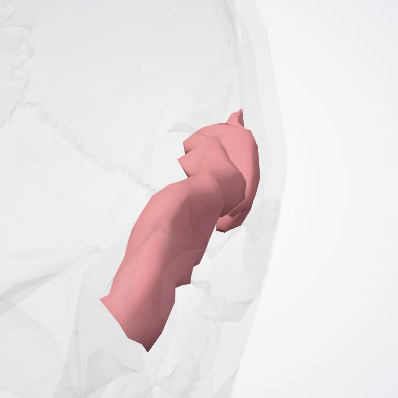 Superior temporal gyrus (Lateral part) highlighted in a 3D model of the human body