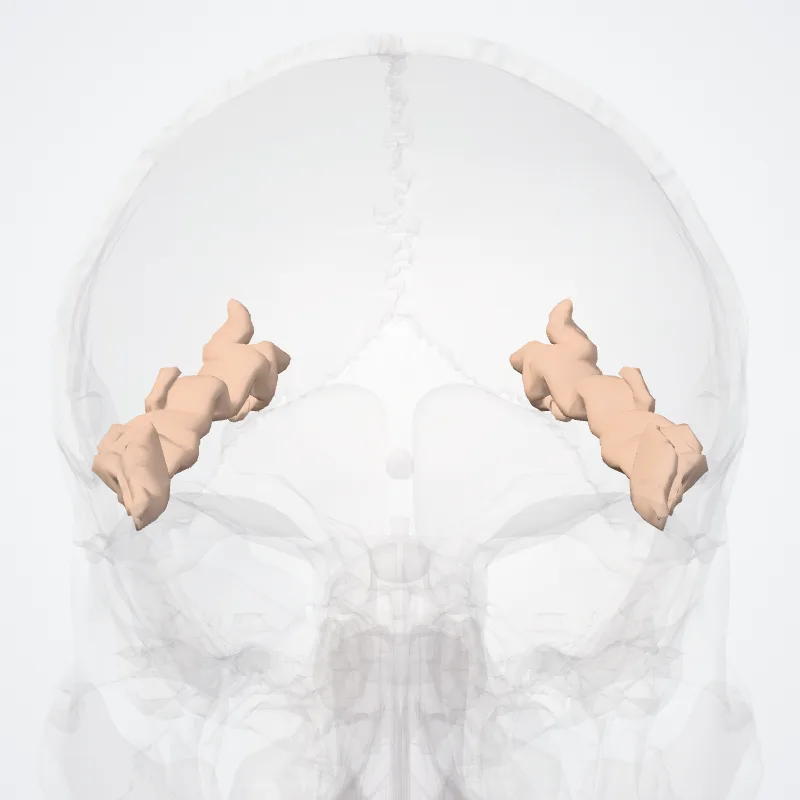 Superior temporal sulcus (Sulcus temporalis superior) highlighted in a 3D model of the human body