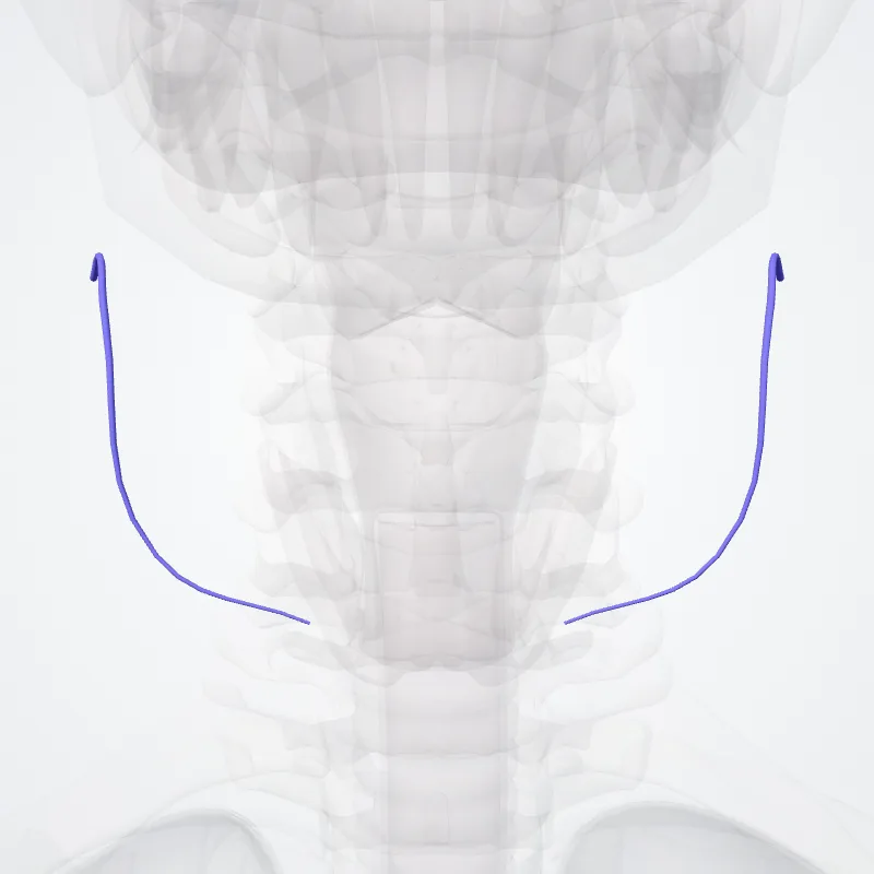 Vena thyreoidea superior (Superior thyroid vein) hervorgehoben in einem 3D-Modell des menschlichen Körpers
