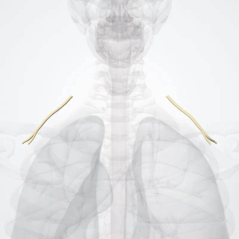 Truncus superior plexus brachialis (Superior trunk of brachial plexus) hervorgehoben in einem 3D-Modell des menschlichen Körpers