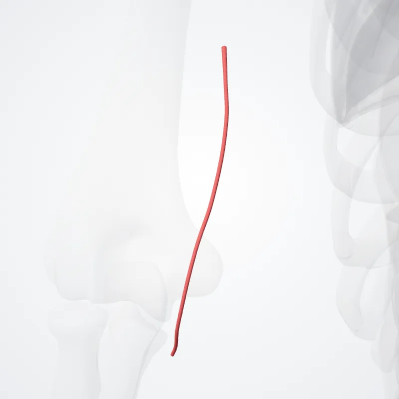 Superior ulnar collateral artery (Arteria collateralis ulnaris superior) highlighted in a 3D model of the human body