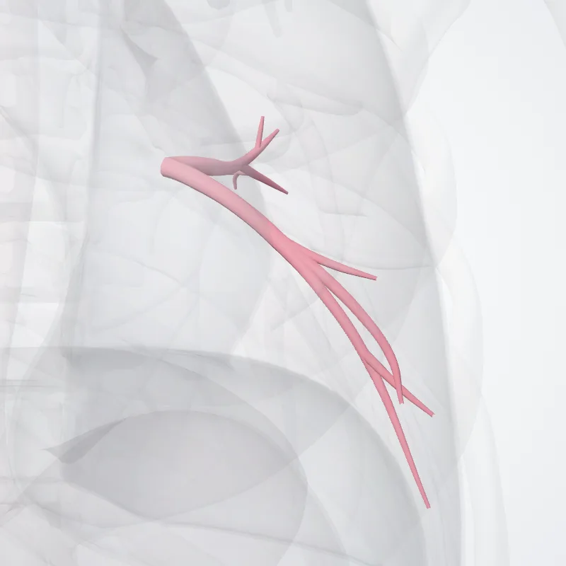 Superior vein of left lung (Vena superior pulmonis sinistri) highlighted in a 3D model of the human body