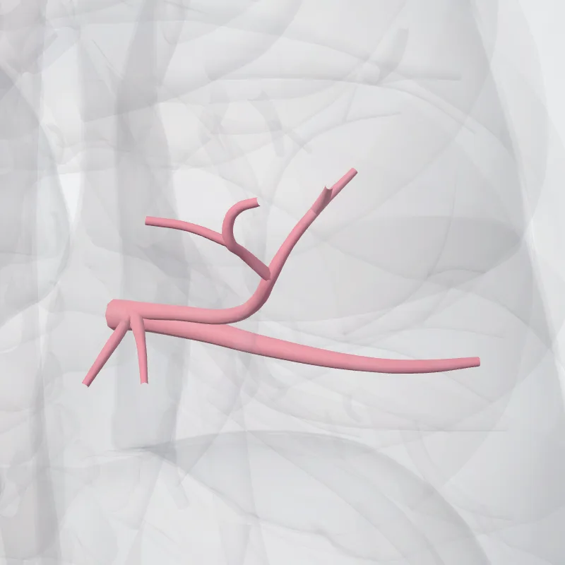 Vena superior pulmonis dextri (Superior vein of right lung) hervorgehoben in einem 3D-Modell des menschlichen Körpers
