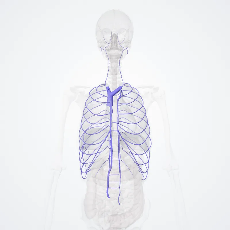 Vena cava superior (Superior vena cava) hervorgehoben in einem 3D-Modell des menschlichen Körpers