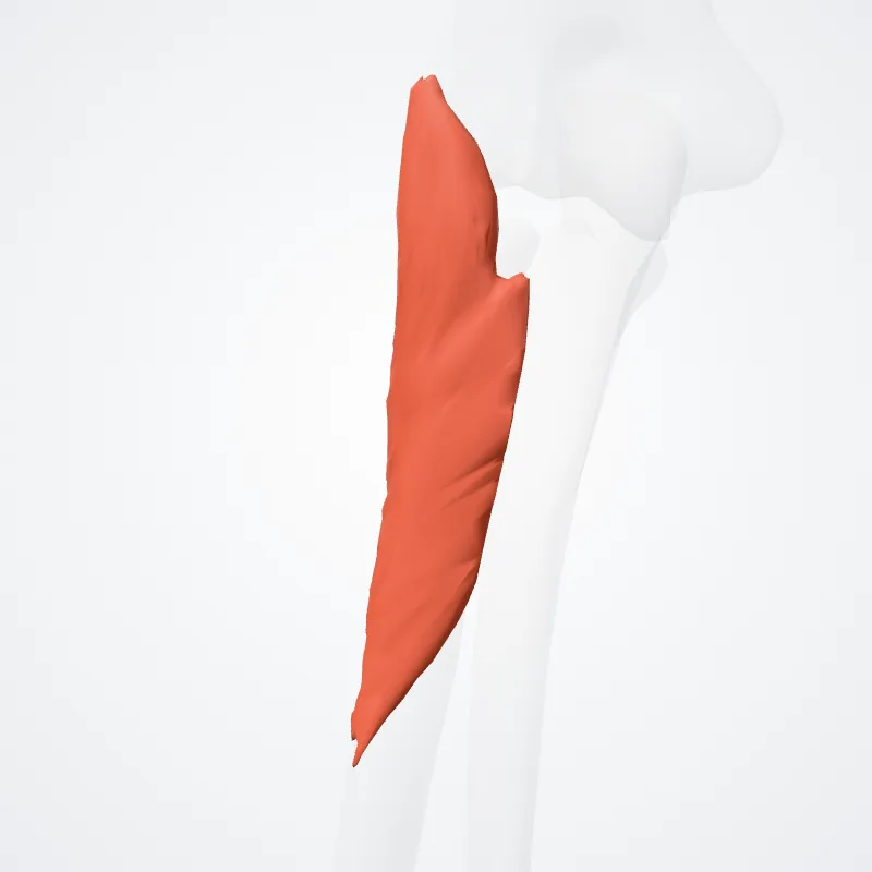 Supinator hervorgehoben in einem 3D-Modell des menschlichen Körpers