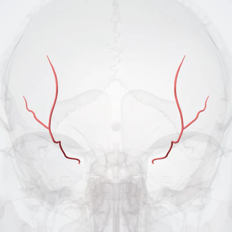Arteria supraorbitalis (Supra-orbital artery) hervorgehoben in einem 3D-Modell des menschlichen Körpers