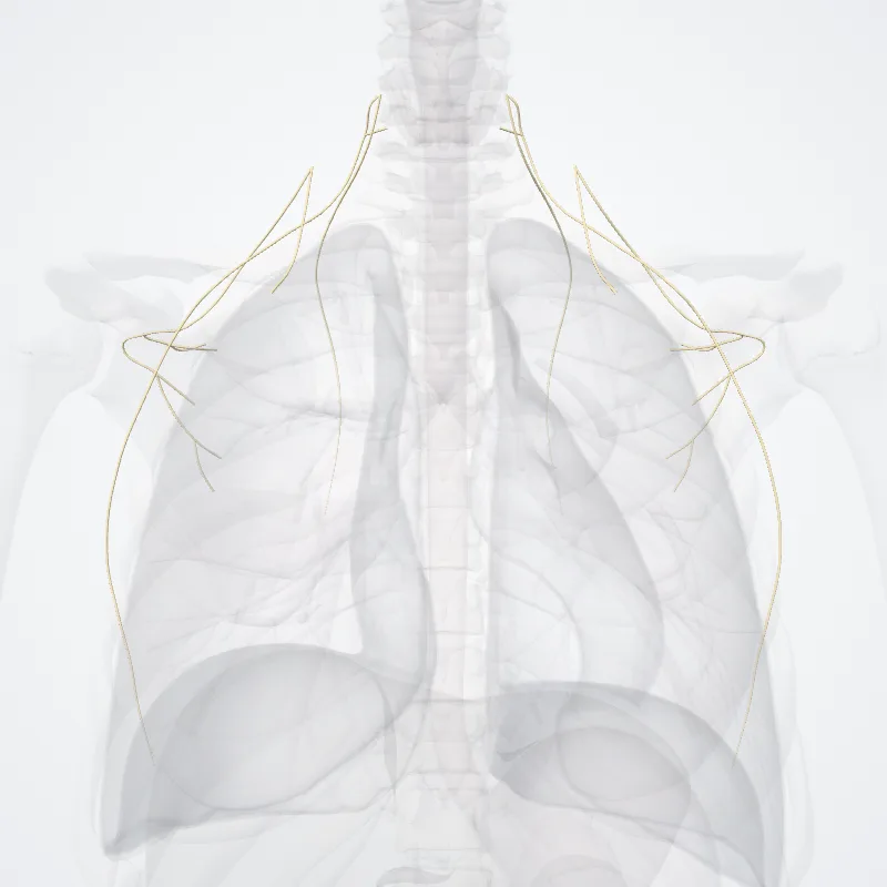 Rami supraclaviculares plexus brachialis (Supraclavicular branches of brachial plexus) hervorgehoben in einem 3D-Modell des menschlichen Körpers