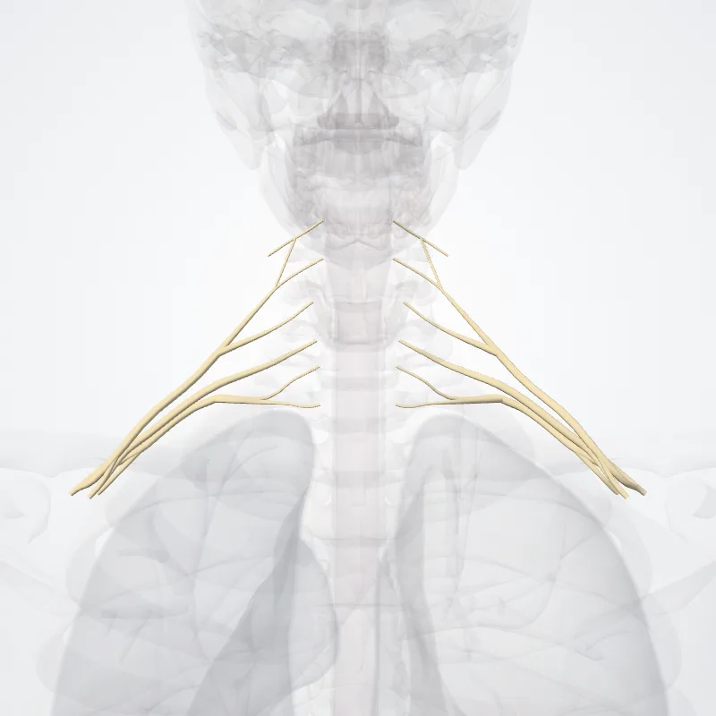 Pars supraclavicularis plexus brachialis (Supraclavicular part of brachial plexus) hervorgehoben in einem 3D-Modell des menschlichen Körpers
