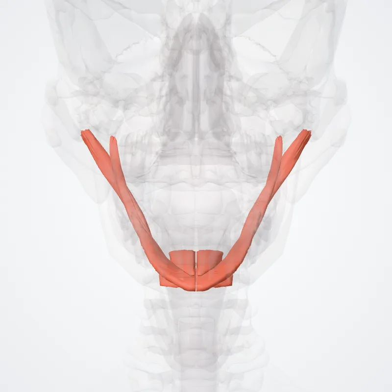 Musculi suprahyoidei (Suprahyoid muscles) hervorgehoben in einem 3D-Modell des menschlichen Körpers
