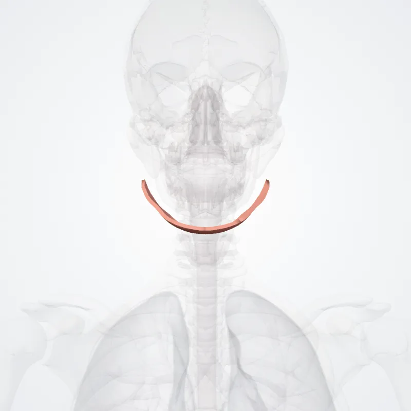 Regio suprahyoidea (Suprahyoid region) hervorgehoben in einem 3D-Modell des menschlichen Körpers