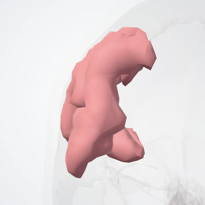 Supramarginal gyrus (Gyrus supramarginalis) highlighted in a 3D model of the human body
