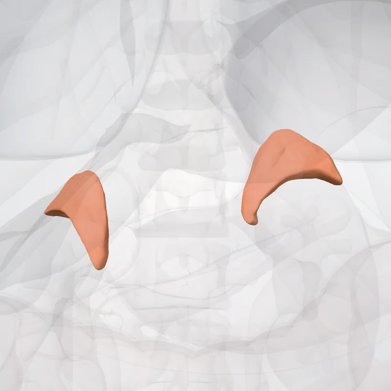 Glandula suprarenalis (Suprarenal gland) hervorgehoben in einem 3D-Modell des menschlichen Körpers