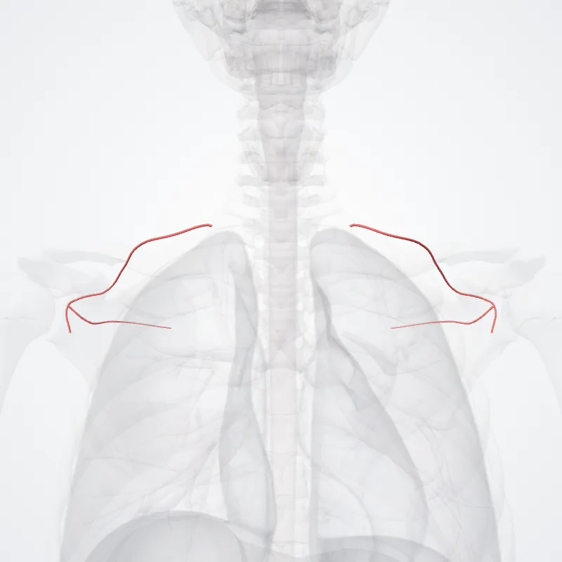 Arteria suprascapularis (Suprascapular artery) hervorgehoben in einem 3D-Modell des menschlichen Körpers