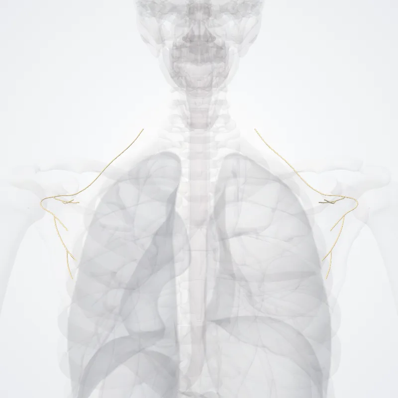 Nervus suprascapularis (Suprascapular nerve) hervorgehoben in einem 3D-Modell des menschlichen Körpers