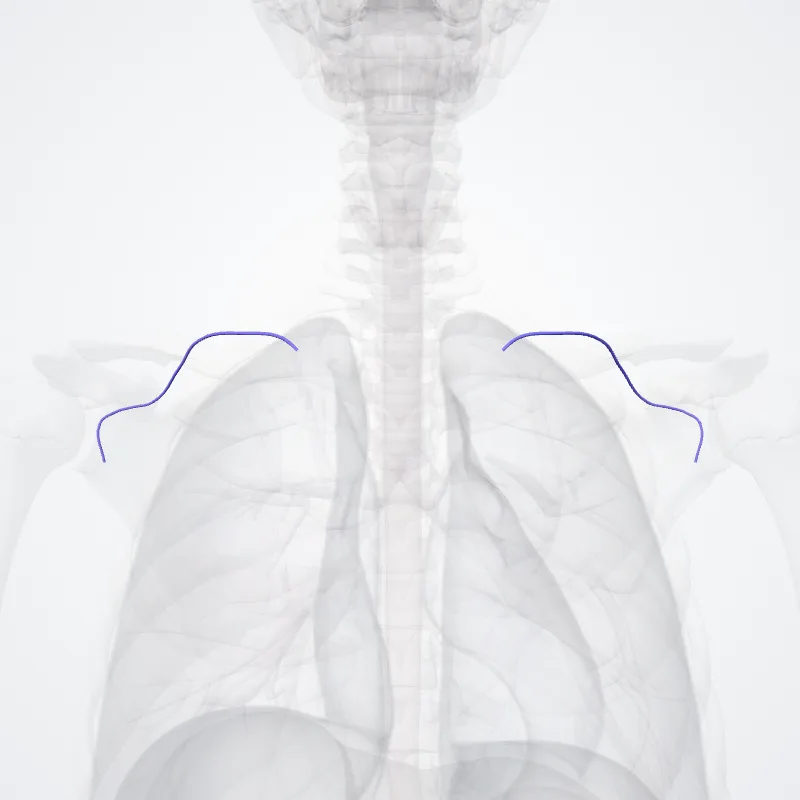 Vena suprascapularis (Suprascapular vein) hervorgehoben in einem 3D-Modell des menschlichen Körpers
