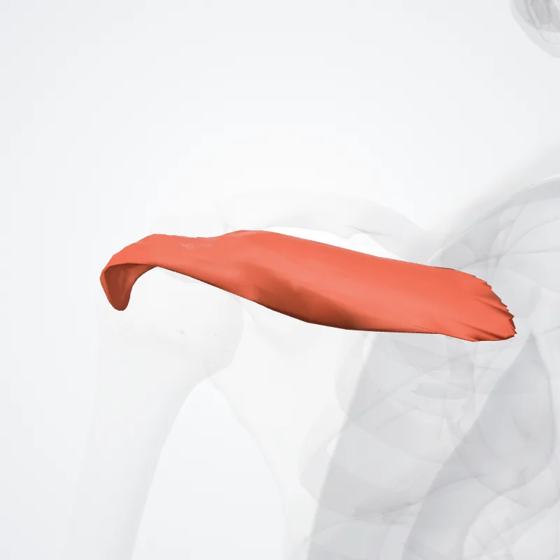 Musculus supraspinatus (Supraspinatus muscle) hervorgehoben in einem 3D-Modell des menschlichen Körpers