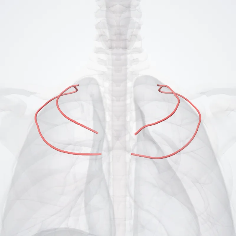 Supreme intercostal artery (Arteria intercostalis suprema) highlighted in a 3D model of the human body