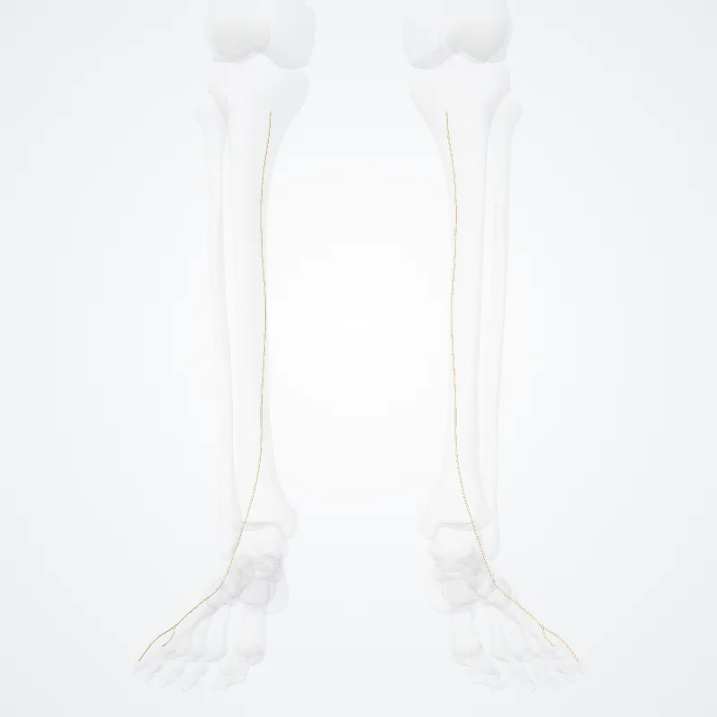 Sural nerve (Nervus suralis) highlighted in a 3D model of the human body