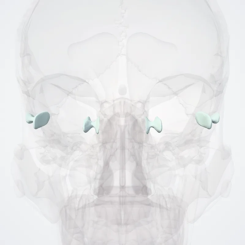 Ligamentum suspensorium bulbi (Suspensory ligament of eyeball) hervorgehoben in einem 3D-Modell des menschlichen Körpers