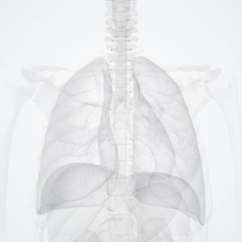 Sympathetic nerves (Nervi sympathici) highlighted in a 3D model of the human body