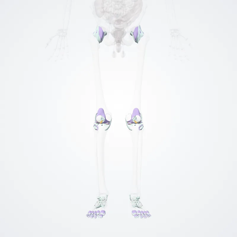 Articulationes partis liberae membri inferioris (Synovial joints of free lower limb) hervorgehoben in einem 3D-Modell des menschlichen Körpers