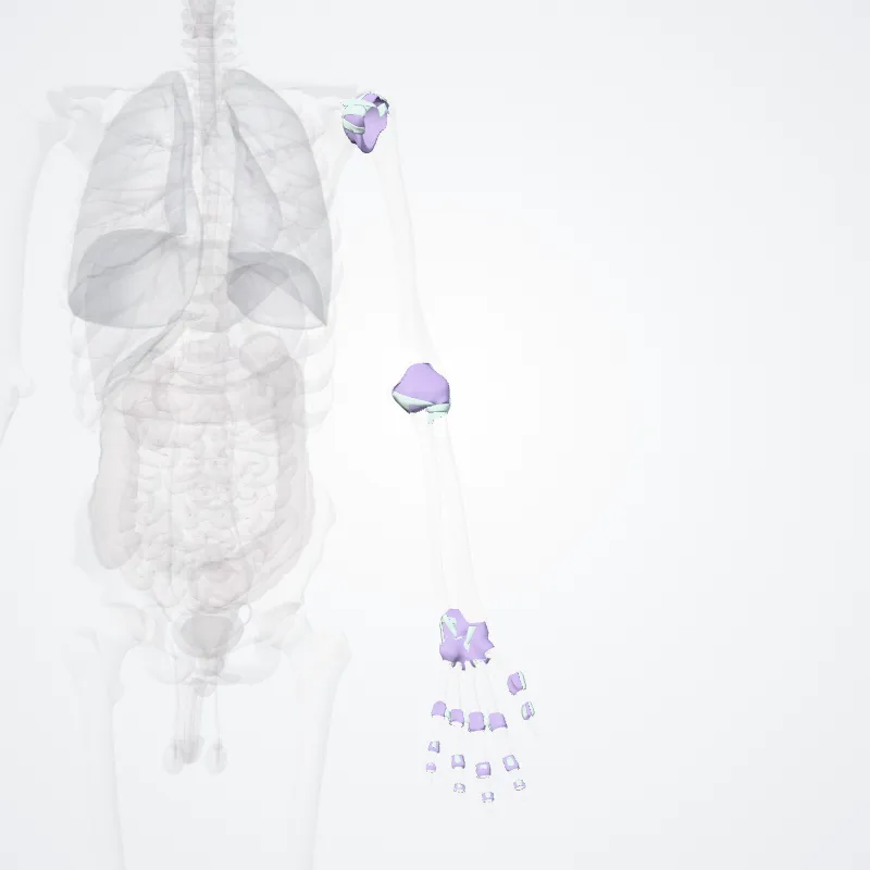 Synovial joints of free upper limb (Articulationes partis liberae membri superioris) highlighted in a 3D model of the human body