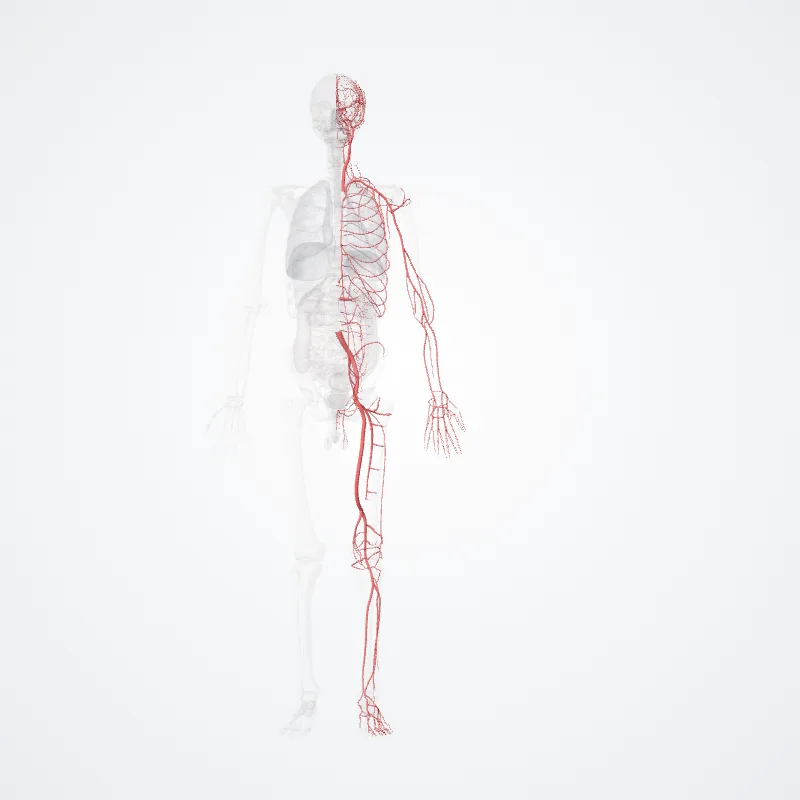 Systemic arteries (Arteriae systematicae) highlighted in a 3D model of the human body