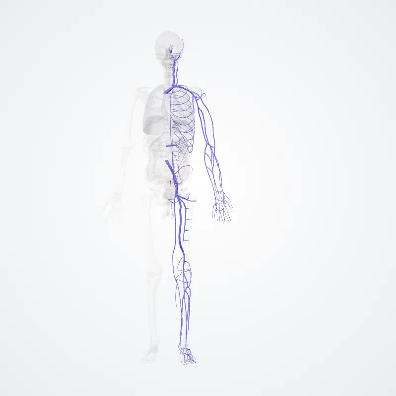 Systemic veins (Venae systemicae) highlighted in a 3D model of the human body