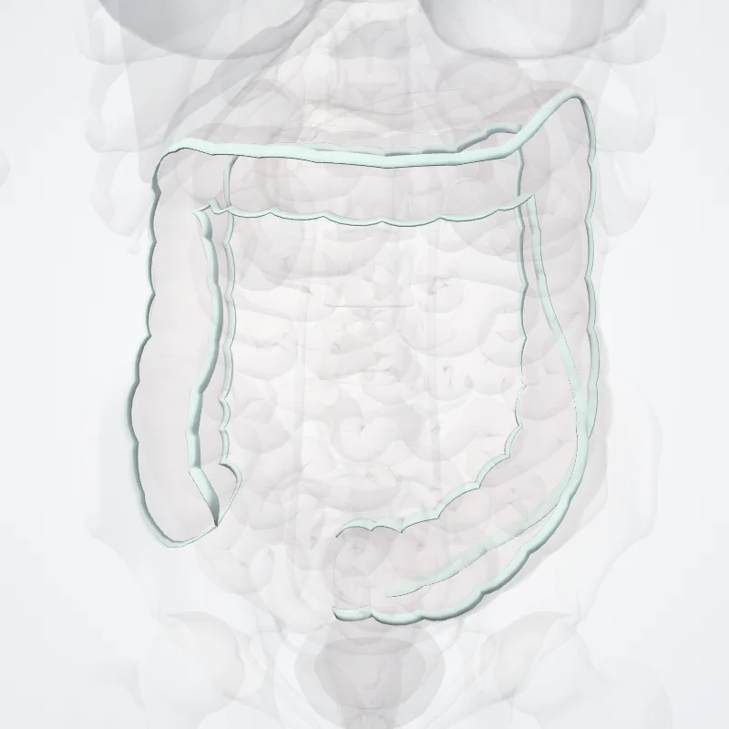 Taeniae coli highlighted in a 3D model of the human body
