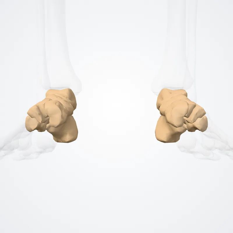 Ossa tarsi (Tarsal bones) hervorgehoben in einem 3D-Modell des menschlichen Körpers