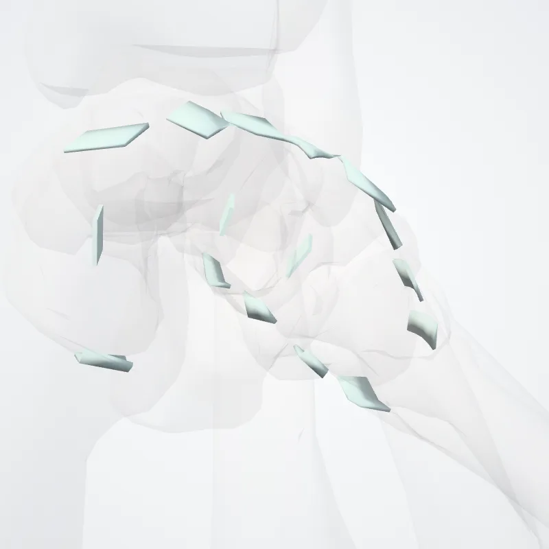 Tarsometatarsal joints (Articulationes tarsometatarseae) highlighted in a 3D model of the human body