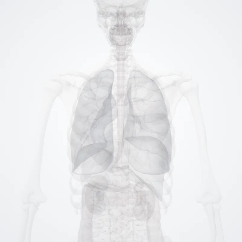 Tractus tectospinalis (Tectospinal tract) hervorgehoben in einem 3D-Modell des menschlichen Körpers