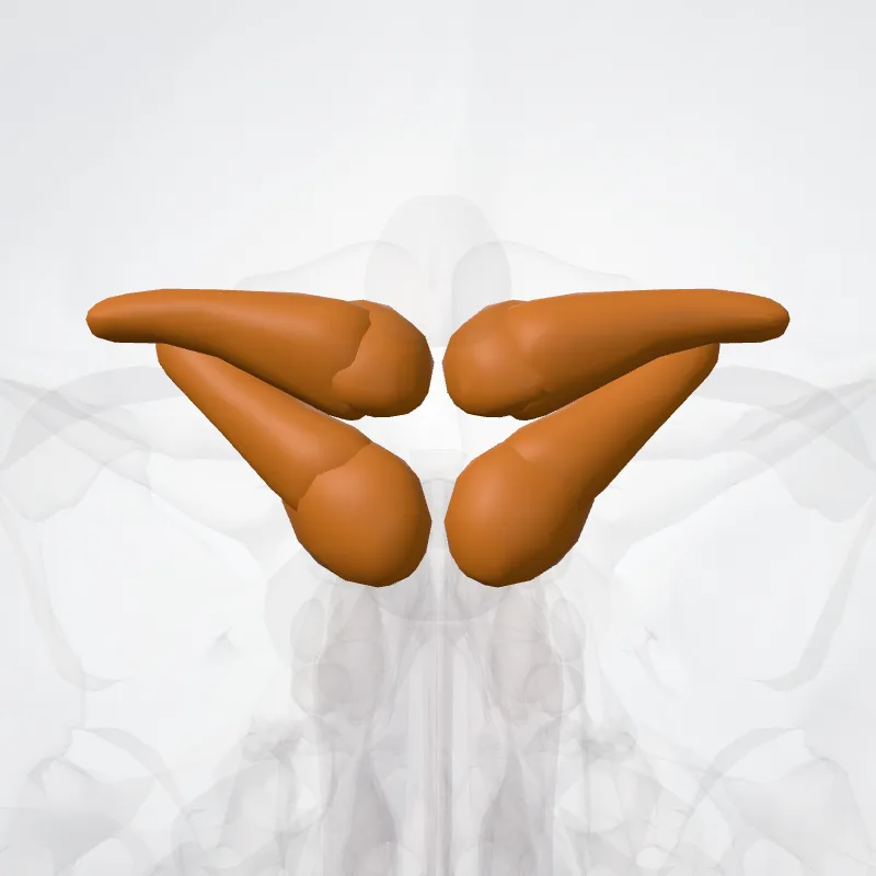 Tectum of midbrain (Tectum mesencephali) highlighted in a 3D model of the human body