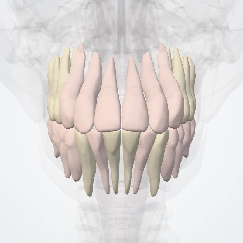 Teeth (Dentes) highlighted in a 3D model of the human body