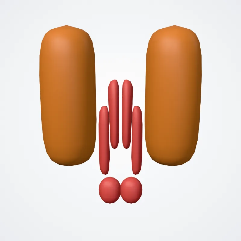 Tegmentum of midbrain (Tegmentum mesencephali) highlighted in a 3D model of the human body