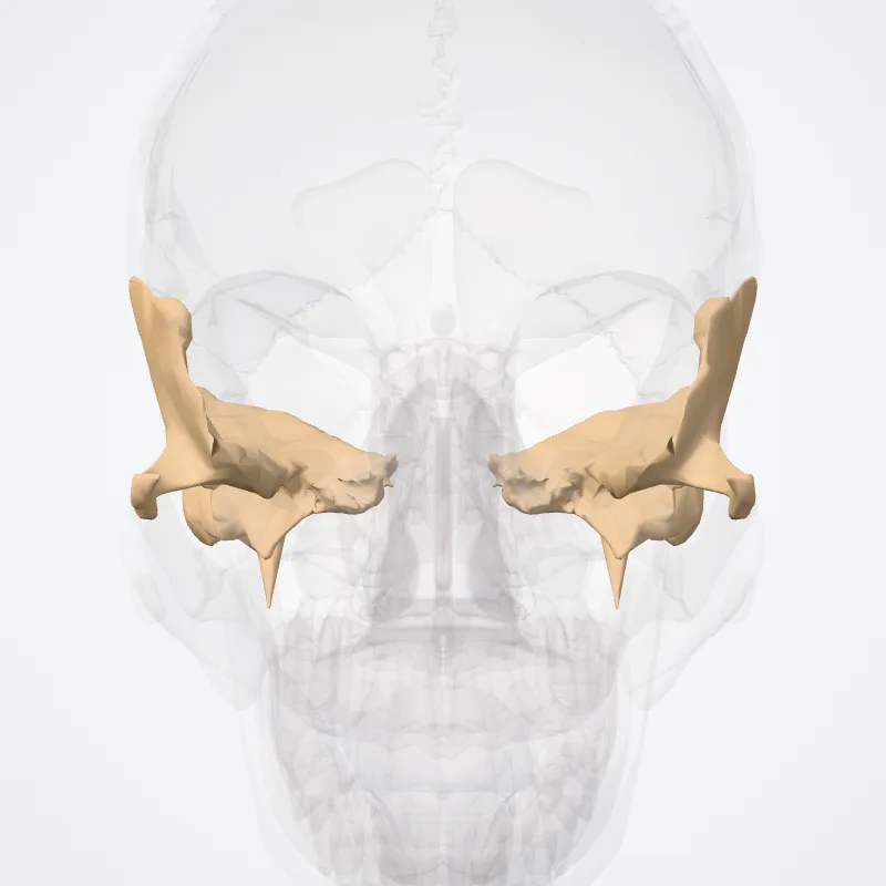 Os temporale (Temporal bone) hervorgehoben in einem 3D-Modell des menschlichen Körpers