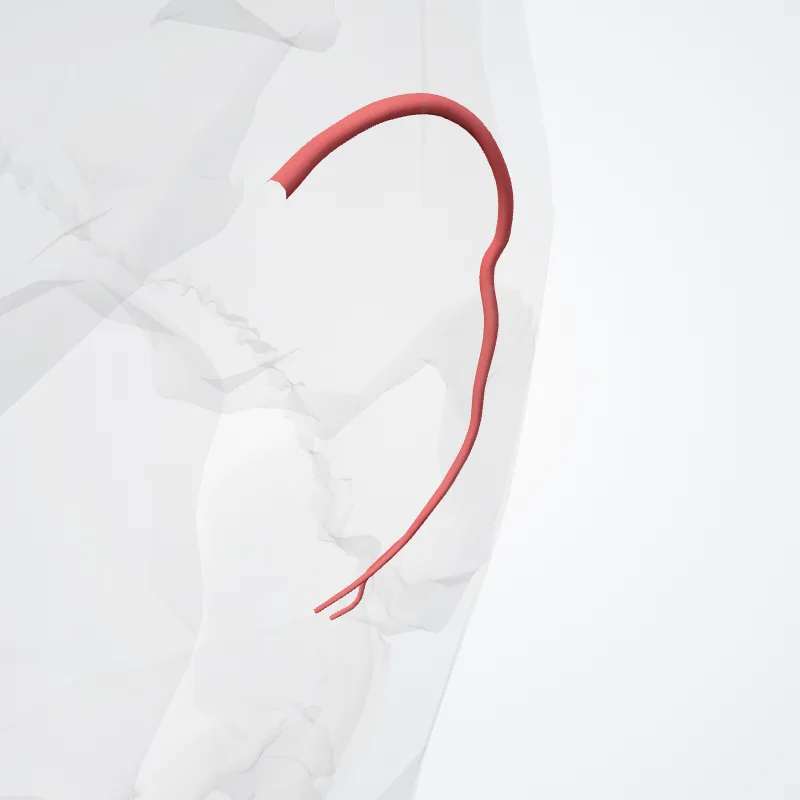 Rami temporales arteriae mediae cerebri (Temporal branches of middle cerebral artery) hervorgehoben in einem 3D-Modell des menschlichen Körpers