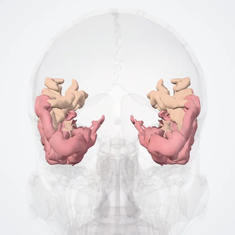 Temporal lobe (Lobus temporalis) highlighted in a 3D model of the human body