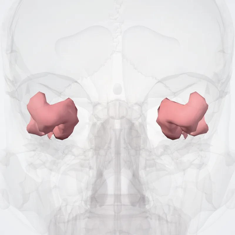 Polus temporalis (Temporal pole) hervorgehoben in einem 3D-Modell des menschlichen Körpers
