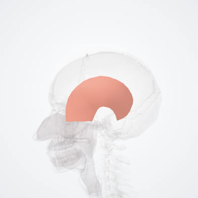 Regio temporalis (Temporal region) hervorgehoben in einem 3D-Modell des menschlichen Körpers