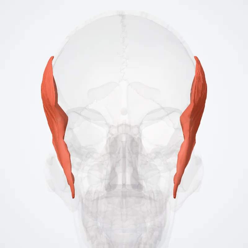 Musculus temporalis (Temporalis muscle) hervorgehoben in einem 3D-Modell des menschlichen Körpers