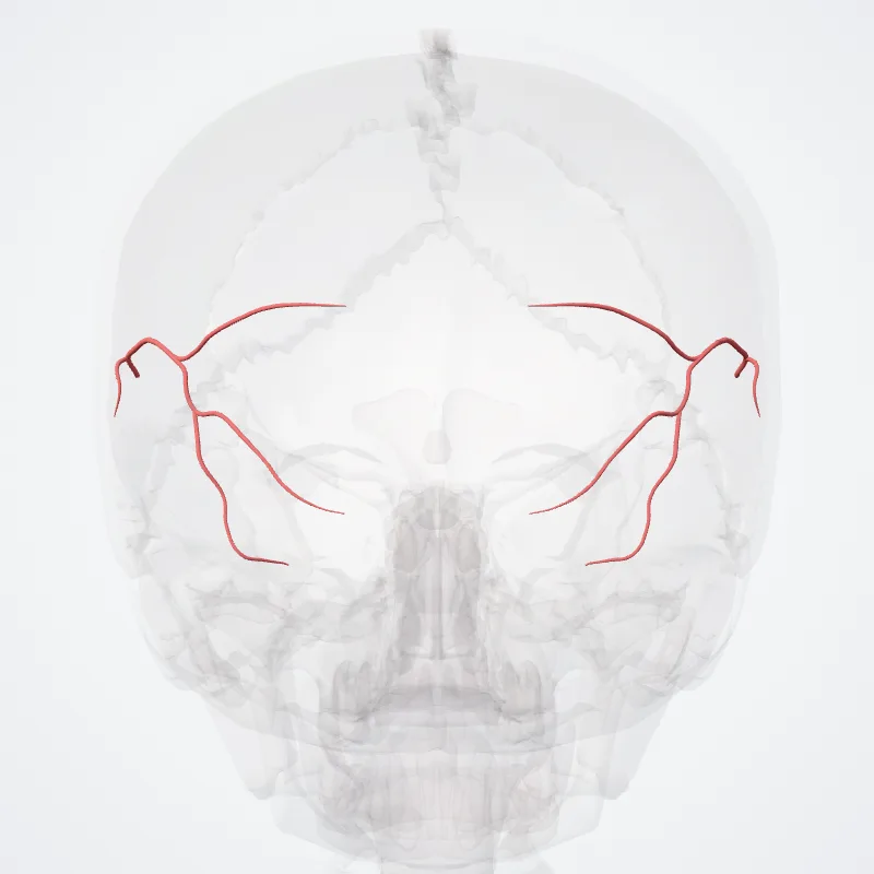 Temporo-occipital branch hervorgehoben in einem 3D-Modell des menschlichen Körpers