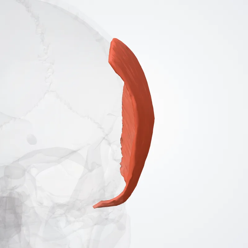 Temporoparietalis muscle (Musculus temporoparietalis) highlighted in a 3D model of the human body